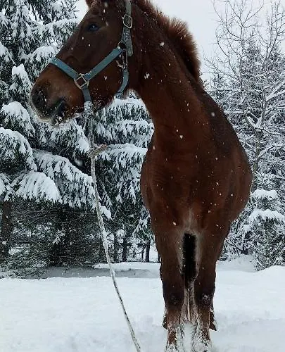 ранчо в карпатах * Bukovel