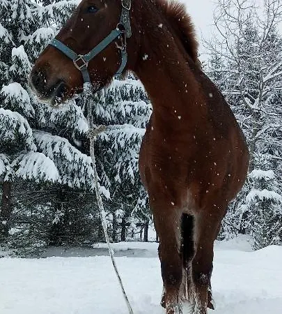 ранчо в карпатах * Bukovel
